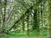 Whinlatter Forest, Keswick [01/10/2020]