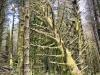 Whinlatter Forest, Keswick [01/10/2020]