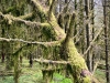 Whinlatter Forest, Keswick [01/10/2020]