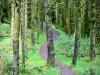 Whinlatter Forest, Keswick [01/10/2020]