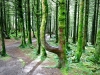 Whinlatter Forest, Keswick [01/10/2020]