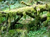 Whinlatter Forest, Keswick [01/10/2020]