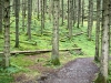 Whinlatter Forest, Keswick [01/10/2020]