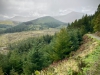 Whinlatter Forest, Keswick [01/10/2020]