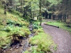 Whinlatter Forest, Keswick [01/10/2020]