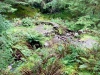 Whinlatter Forest, Keswick [01/10/2020]