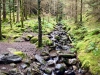 Whinlatter Forest, Keswick [01/10/2020]