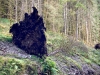 Whinlatter Forest, Keswick [01/10/2020]