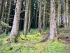 Whinlatter Forest, Keswick [01/10/2020]