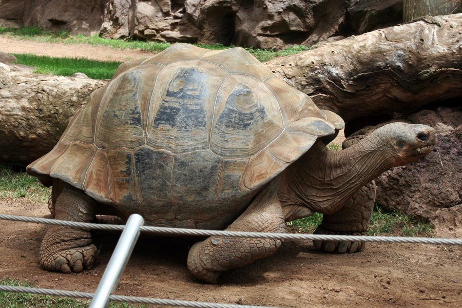 Large tortoise at Loro Park, Tenerife