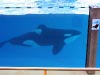 Orca Show