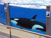 Orca Show II