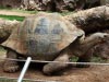 Giant Tortoise