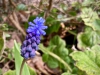 Lyme Park, Stockport [09/04/2022]