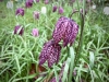 Lyme Park, Stockport [09/04/2022]