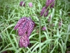 Lyme Park, Stockport [09/04/2022]