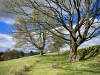 Lyme Park, Stockport [09/04/2022]