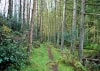 New Precipice Walk, Llanelltyd, Wales