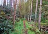 New Precipice Walk, Llanelltyd, Wales