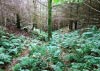 New Precipice Walk, Llanelltyd, Wales