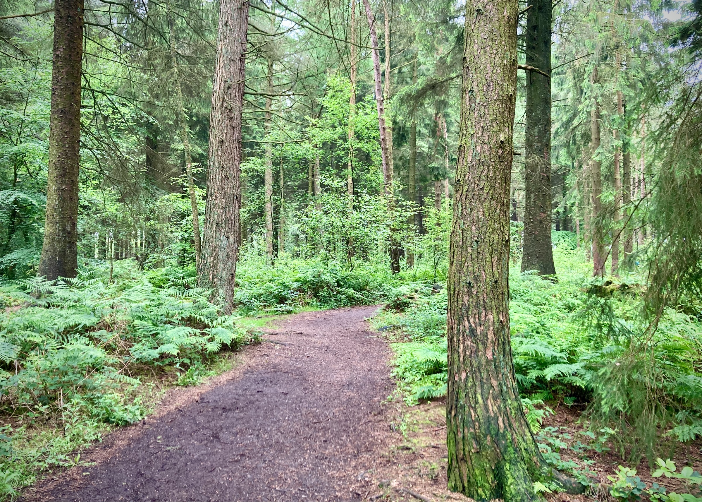 Woodland Walk, Darwin Forest Lodges