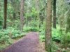 Woodland Walk, Darwin Forest Lodges, Derbyshire [17/06/2024]