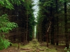 Woodland Walk, Darwin Forest Lodges, Derbyshire [17/06/2024]