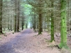Woodland Walk, Darwin Forest Lodges, Derbyshire [17/06/2024]