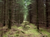 Woodland Walk, Darwin Forest Lodges, Derbyshire [17/06/2024]