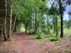 Woodland Walk, Darwin Forest Lodges, Derbyshire [17/06/2024]