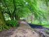 Woodland Walk, Darwin Forest Lodges, Derbyshire [17/06/2024]
