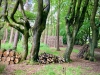Woodland Walk, Darwin Forest Lodges, Derbyshire [17/06/2024]