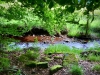 Woodland Walk, Darwin Forest Lodges, Derbyshire [17/06/2024]