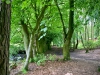 Woodland Walk, Darwin Forest Lodges, Derbyshire [17/06/2024]