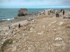 Portland Bill [04/09/2017]