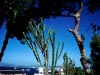 Cactus Balcony