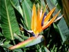 Bird Of Paradise @ Ocean Village, Gibraltar