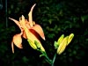 Day Lily