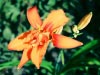 Day Lily