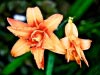 Day Lily