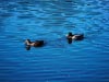 Ducks @ Bath Pool, Kidsgrove