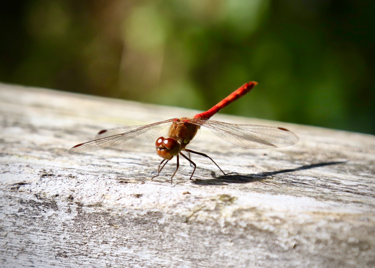 Dragonfly at Risley Moss