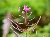 Risley Moss [18/08/2019]