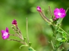 Risley Moss [18/08/2019]