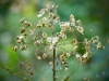 Risley Moss [18/08/2019]