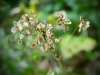 Risley Moss [18/08/2019]