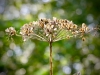 Risley Moss [18/08/2019]