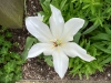 Beningbrough Hall, Yorkshire [10/05/2024]
