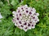 Beningbrough Hall, Yorkshire [10/05/2024]