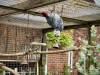Filey Bird Garden & Animal Park [15/05/2024]